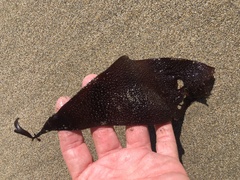 Chondracanthus exasperatus