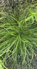 Fimbristylis vahlii