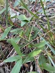 Persoonia confertiflora
