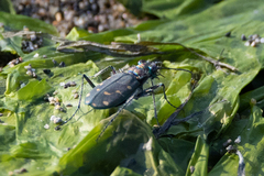 Cicindela oregona