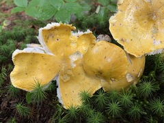 Tricholoma subluteum