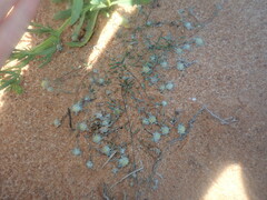 Gnaphalieae