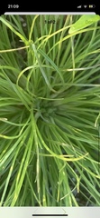 Fimbristylis vahlii