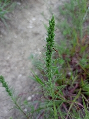 Liatris punctata