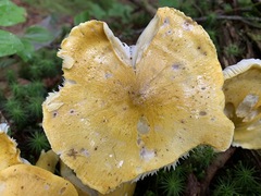Tricholoma subluteum