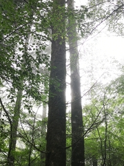 Abies homolepis