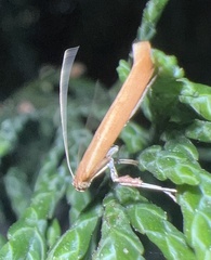 Caloptilia