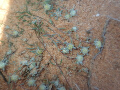 Gnaphalieae