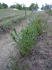 Liatris punctata