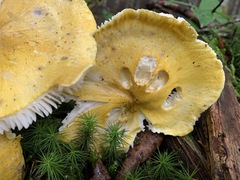 Tricholoma subluteum