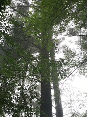 Abies homolepis
