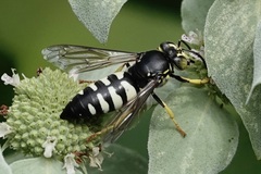 Bicyrtes quadrifasciatus