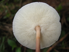 Gymnopus