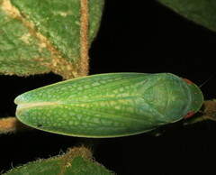 Gyponana