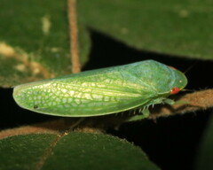 Gyponana