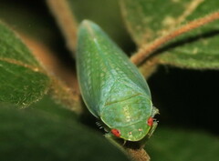 Gyponana