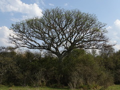 Enterolobium contortisiliquum