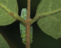 Gyponana