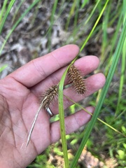 Carex lurida