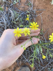 Senecio lacustrinus