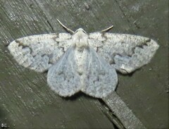 Sabulodes packardata