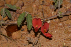 Kennedia prostrata