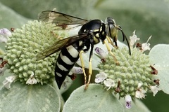 Bicyrtes quadrifasciatus