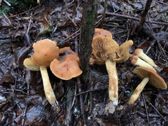 Aureonarius limonius