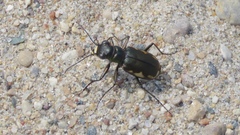 Cicindela scutellaris lecontei