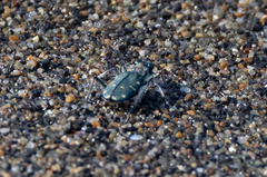 Cicindela oregona