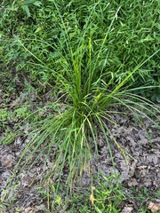 Carex lurida