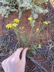 Senecio lacustrinus