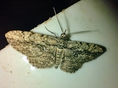 Anavitrinella pampinaria