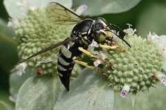 Bicyrtes quadrifasciatus