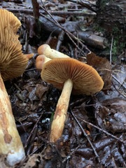 Aureonarius limonius