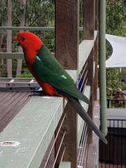 Alisterus scapularis