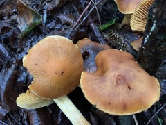 Aureonarius limonius