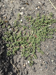 Euphorbia glyptosperma