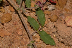 Kennedia prostrata