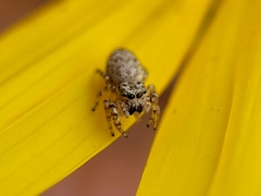 Pelegrina galathea