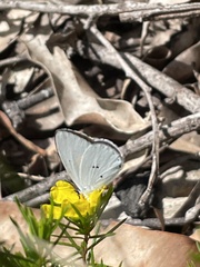 Candalides xanthospilos