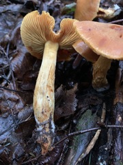 Aureonarius limonius