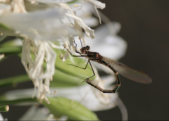 Austrolestes annulosus