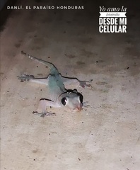 Hemidactylus frenatus