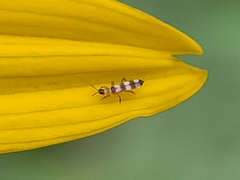 Aeolothrips