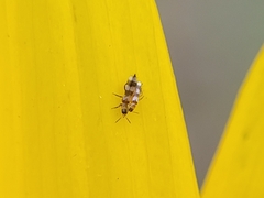 Aeolothrips