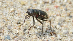 Cicindela scutellaris lecontei
