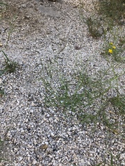 Bouteloua barbata
