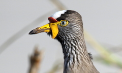 Vanellus senegallus lateralis