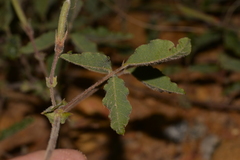 Kennedia prostrata